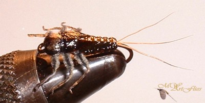 Woven Stoneclinger.jpg