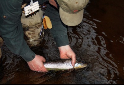 IMG_5737.JPG (140.1 KiB) 7167 mal betrachtet zum Abend lief es richtig gut