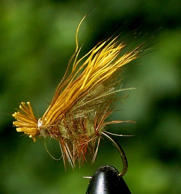 buck caddis 01.jpg