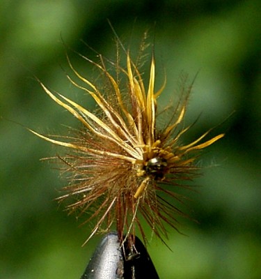 buck caddis 02.jpg