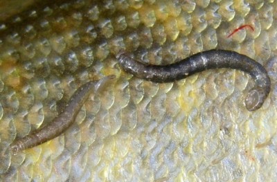 Fischegel 02.jpg