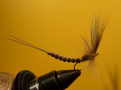 k-Mayfly ext. 5.JPG