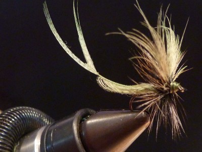 k-Mayfly simpel..JPG