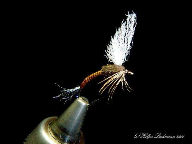 P1070169-pic (Klein).jpg