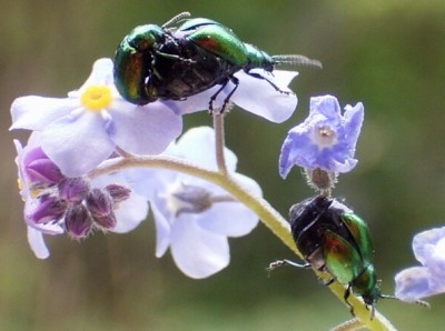 Chrysomelidae.jpg