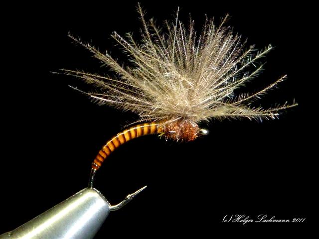 P1070234-pic (Klein).jpg