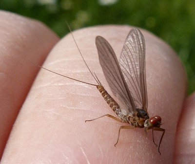 eintagsfliege Mai 2.jpg