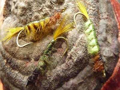 Rhyhacophila Caddis Larva.JPG