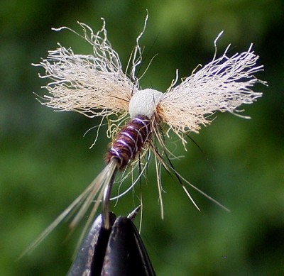 New Pheasanttail 01.jpg