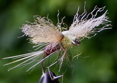 New Pheasanttail 02.jpg