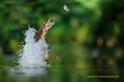 Bachforelle auf der Jagd.jpg