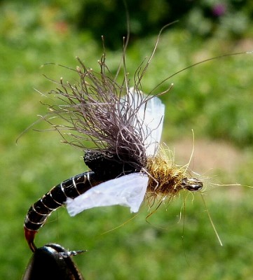 Fripple 01.jpg