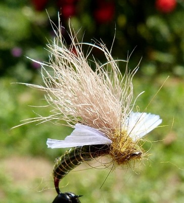 Fripple 02.jpg