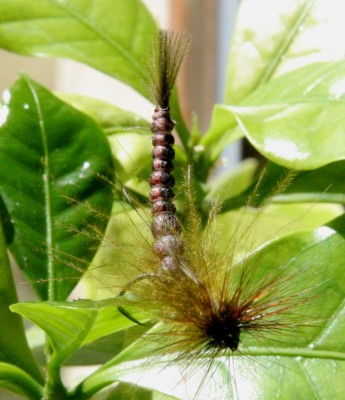 Mayfly 001.JPG
