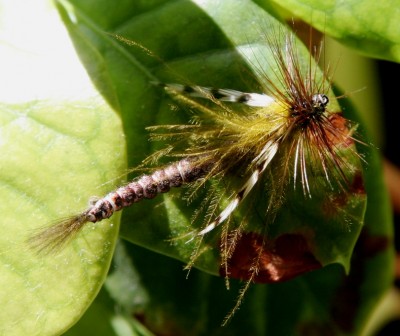 Mayfly 003.JPG