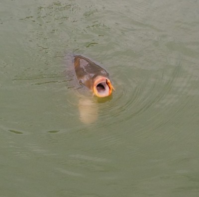 Mit Deutschlandfliege ;-) passend zur WM