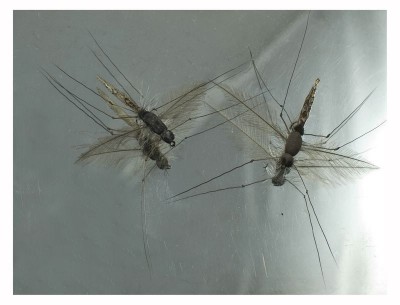 DSC_0426 [800x600].jpg