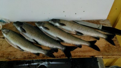 Äschen auf Arscherl orange