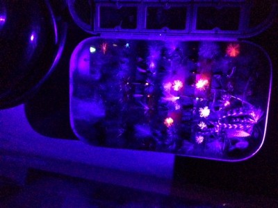 UV Trockenfliegen1.JPG