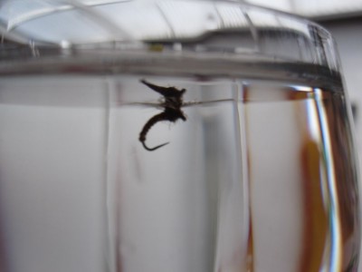 IMG_9603 [800x600].jpg