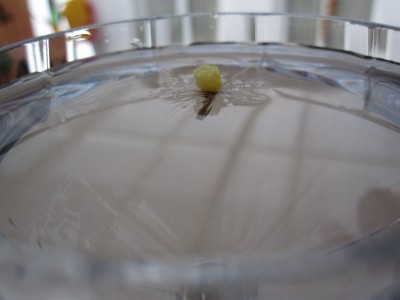 IMG_9604 [800x600].jpg