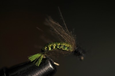 Nymphe des Norwegers