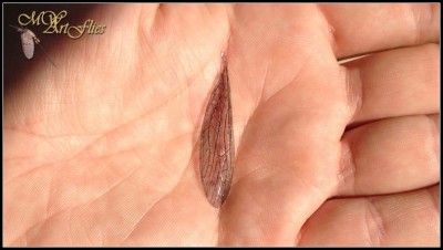 Steinfliegen_Flügel.jpg