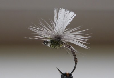 Caddis Pupa.jpg