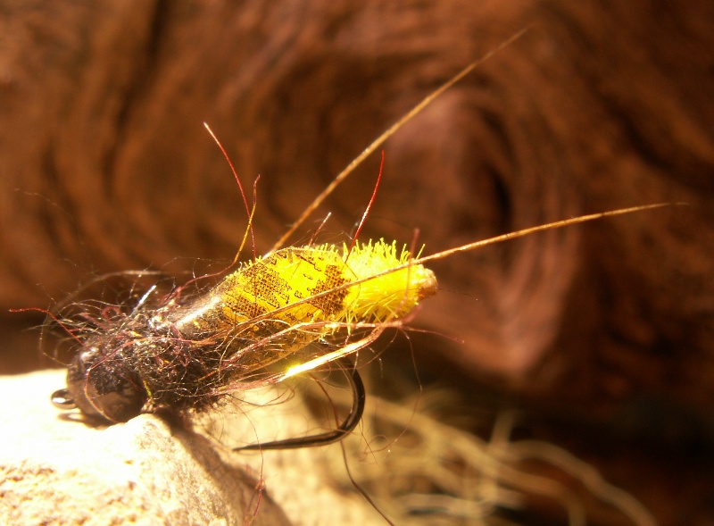 Köcherfliege Aufsteiger