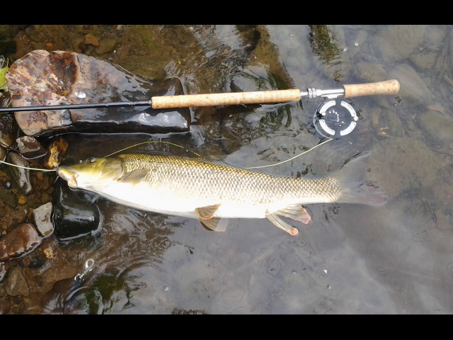 2013-08-09 Lenne-Barbe2-klein.jpg