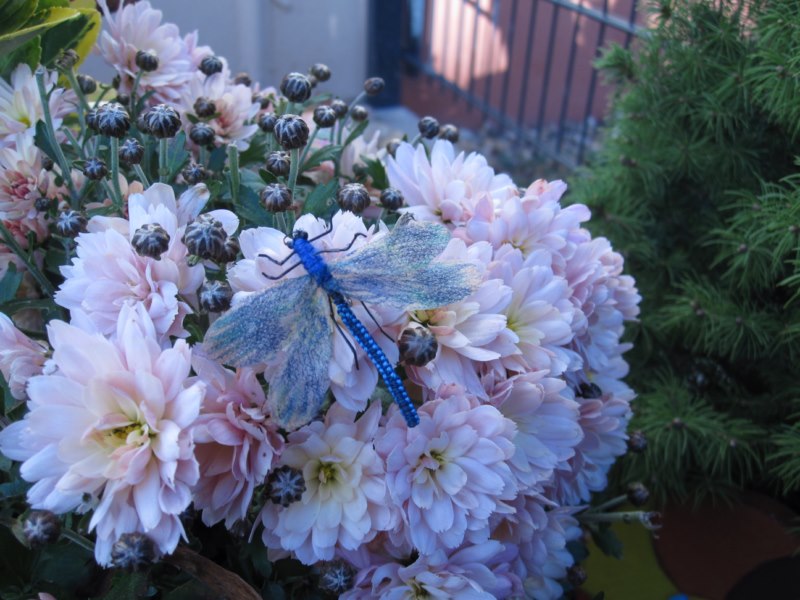 Libelle.jpg
