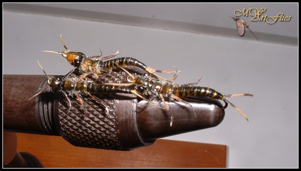Needlefly_Nymphs_FFF.jpg