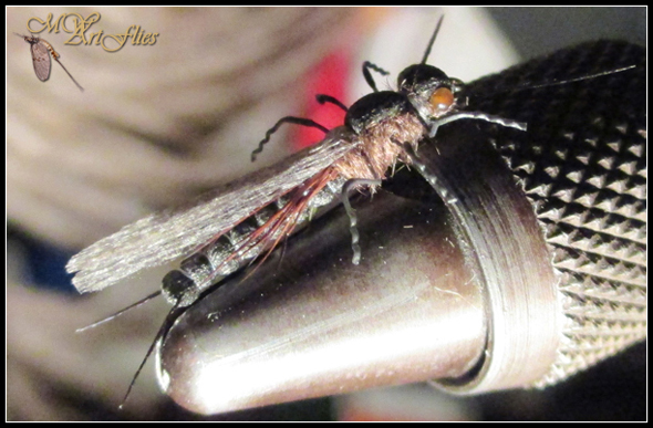 Dry_Needlefly_FFF.jpg