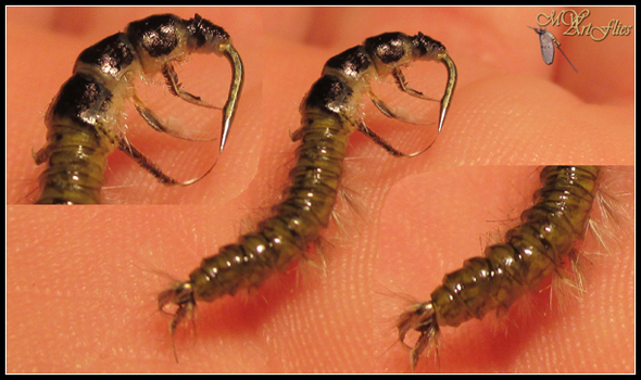 Hydropsyche_Larva_FFF.jpg
