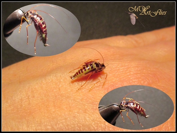 Hydropsyche_Pupa_FFF.jpg