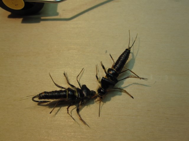 Stonefly.JPG