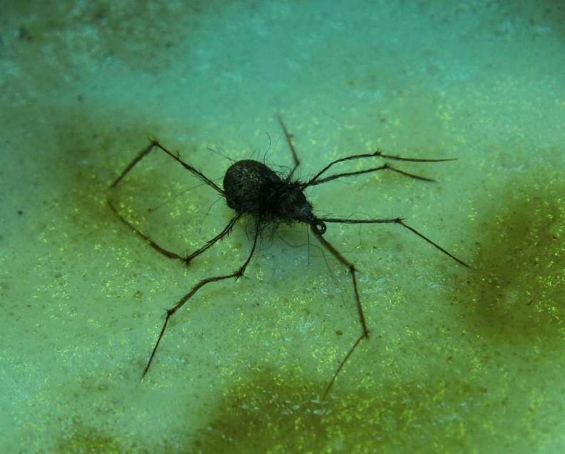 Spinne.jpg