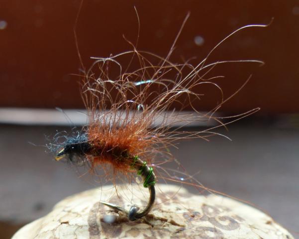 BWD Emerger 0041.JPG