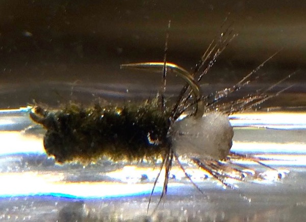 Peeping Caddis mit 0,5 g Splitshot unterwasser.