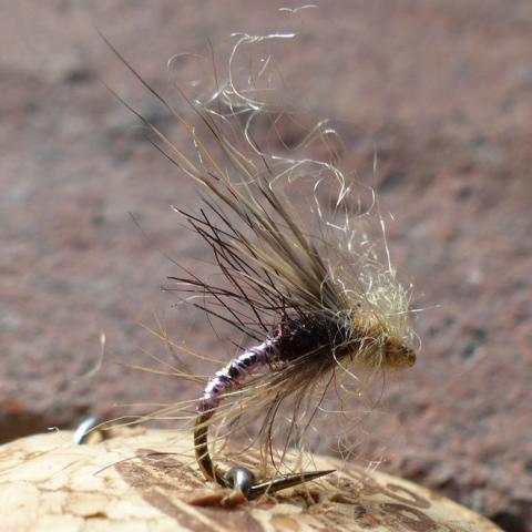 BWD Flash_Emerger.JPG