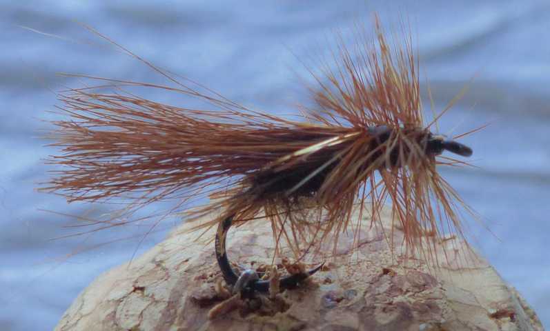 Sedge 00311.JPG