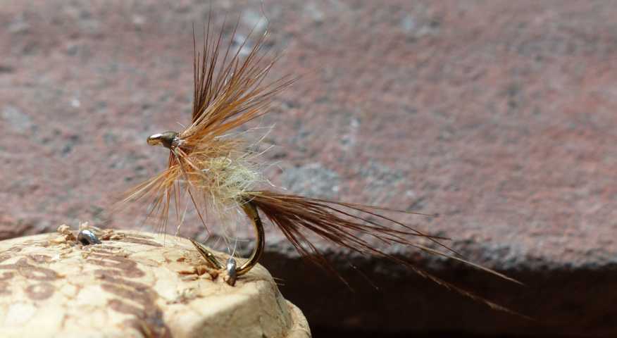 March Brown Varianten 0121.JPG