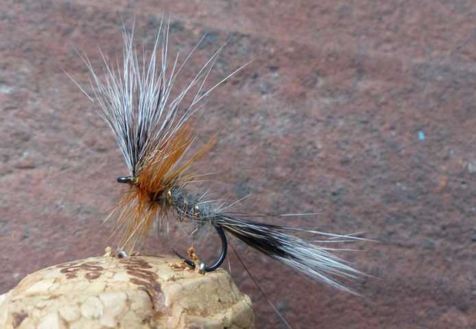 Grey Squirrel May Fly 0021.JPG