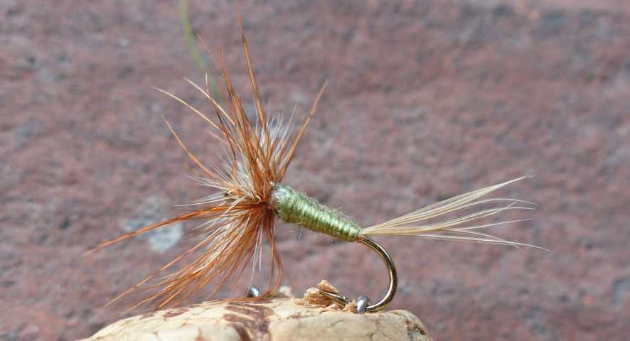 Devaux Olive 0021.JPG