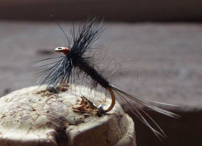 Xenia Dry Fly 0111.JPG
