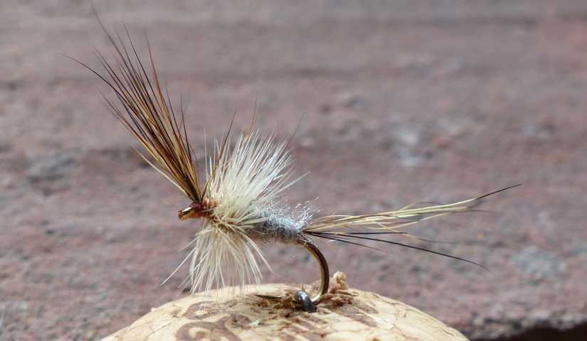 Dry Fly 0371.JPG
