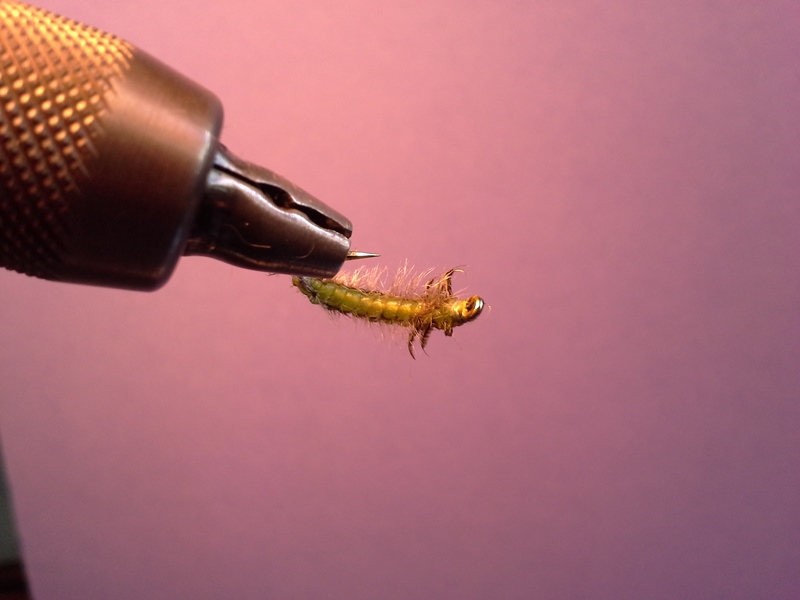 Caddis #12