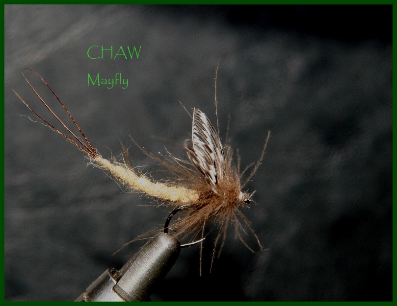 Mayfly 12.jpg