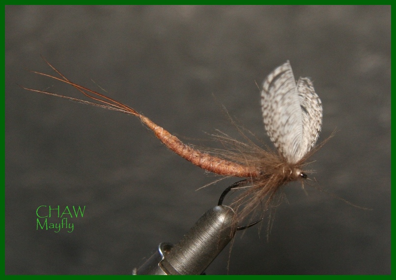 Mayfly 16.jpg