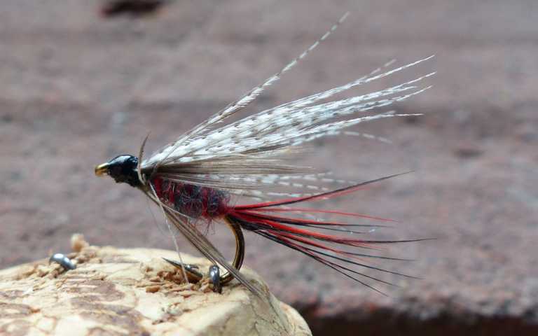 Wet-Fly 0161.JPG